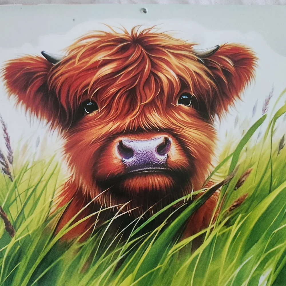 Highland Cow Calendar 2026 New 11
